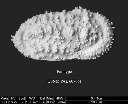 Ayressoleberis colesi Yasuhara et al., 2015
