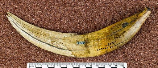 Smilodon fatalis (Leidy)