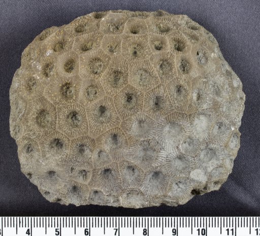 Hexagonaria sp