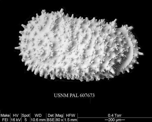 Legitimocythere acanthoderma s.l. (Brady, 1880)