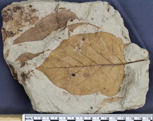 Genus sp