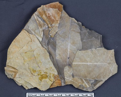 Glossopteris sp
