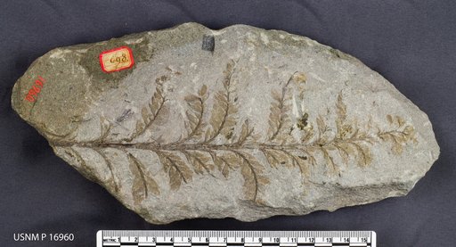 Archaeopteris minor Lesquereux