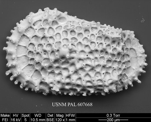 Oertliella cf. semivera (Hornibrook, 1952)