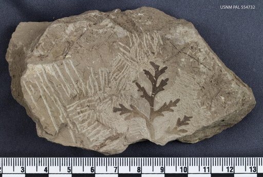 Genus sp