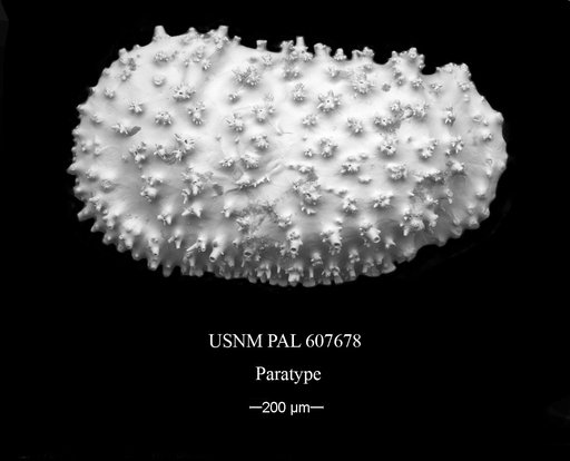Legitimocythere tomi Yasuhara et al., 2015