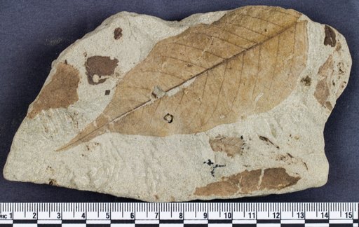 Genus sp