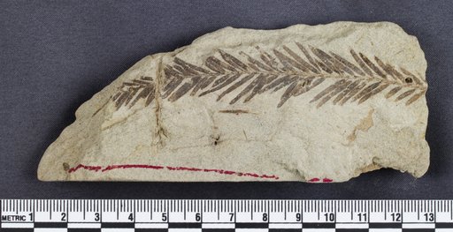 Genus sp