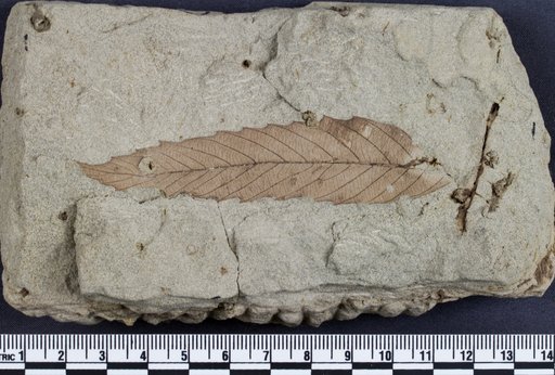 Genus sp