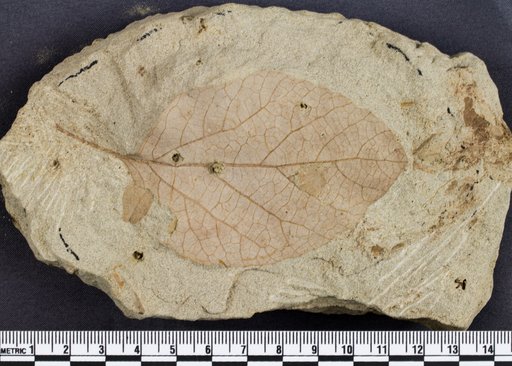Grewiopsis saportana Lesquereux