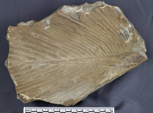 Sabalites sp