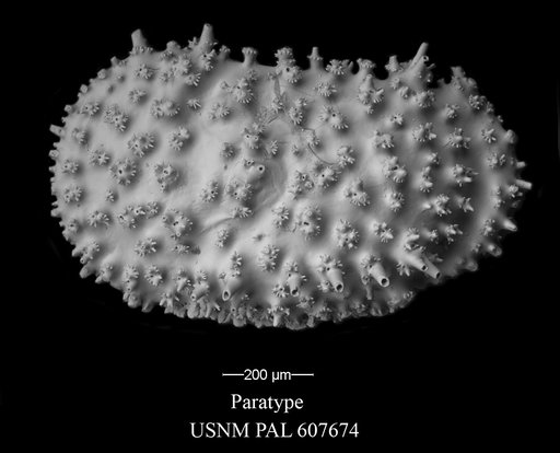 Legitimocythere tomi Yasuhara et al., 2015