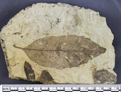 Genus sp