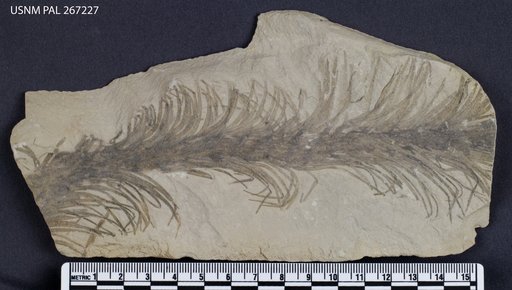 Baragwanathia longifolia