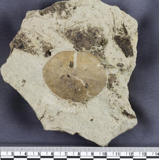 Nelumbago montanum