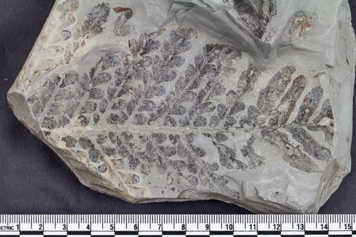 Mixoneura sp