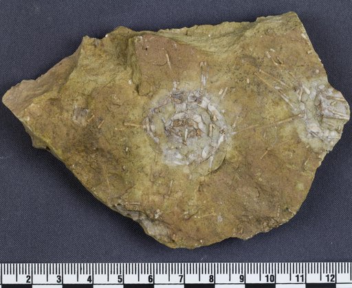 Lenticidaris utahensis Kier