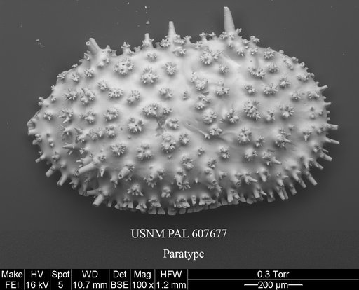 Legitimocythere tomi Yasuhara et al., 2015