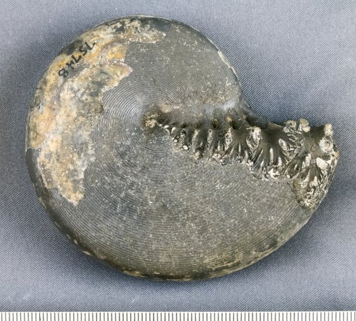 Cladiscites beyrichi