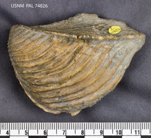 Trigonia reticulata