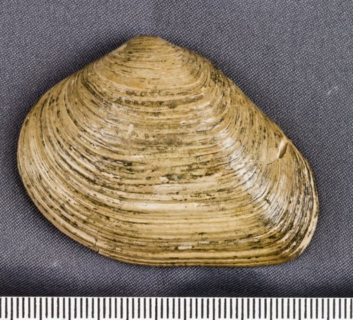 Crassatella vadosa Morton