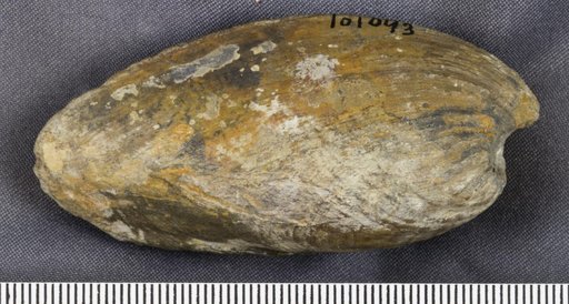 Grammysia bisulcata (Conrad)