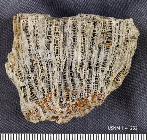 Columnaria alveolata Goldfuss