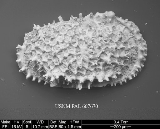 Oertliella semivera (Hornibrook, 1952)