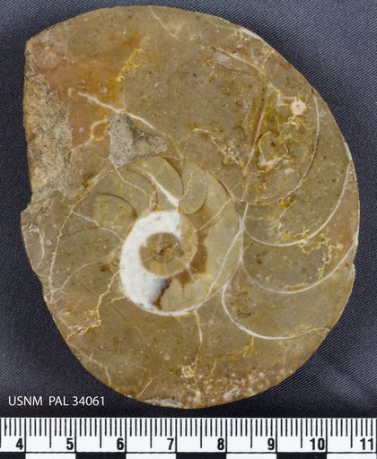 Mimagoniatites bohemicus