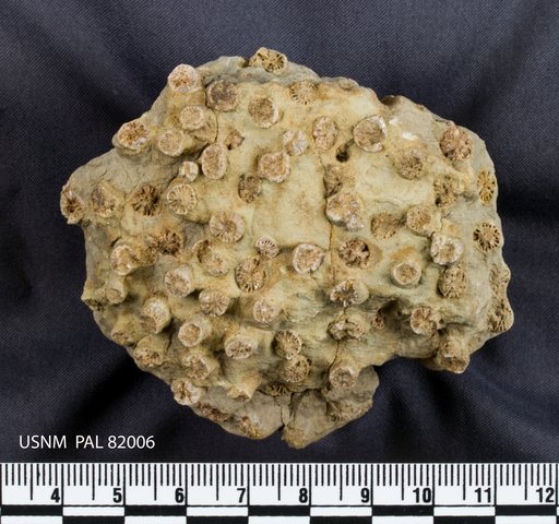Palaeophyllum stokesi