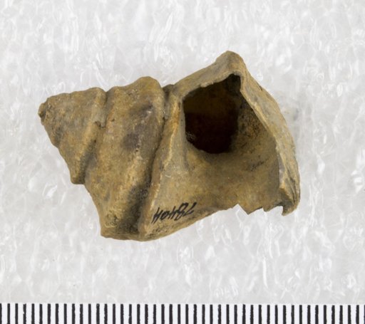 Paupospira tropidophora