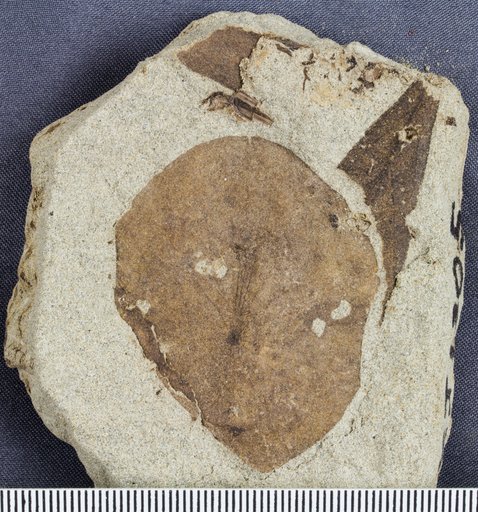 Nelumbago montanum