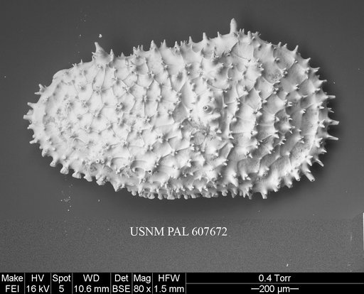 Legitimocythere acanthoderma s.l. (Brady, 1880)
