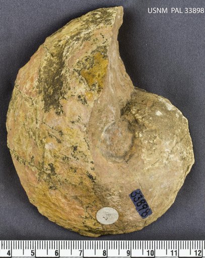 Maclurina manitobensis (Whiteaves)