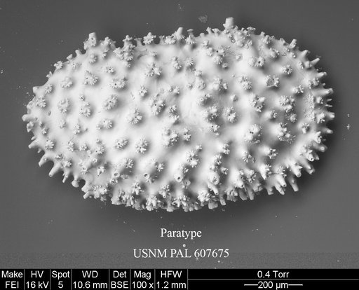 Legitimocythere tomi Yasuhara et al., 2015