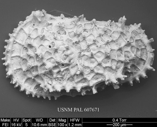 Oertliella semivera (Hornibrook, 1952)