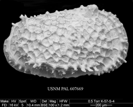 Oertliella semivera (Hornibrook, 1952)
