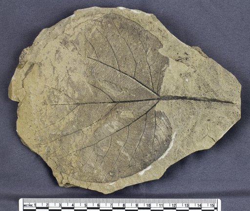 Genus sp
