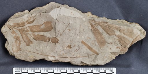 Sapindopsis sp