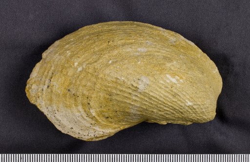 Pholadomya esmarkii