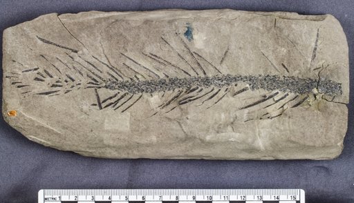 Lepidodendron sp