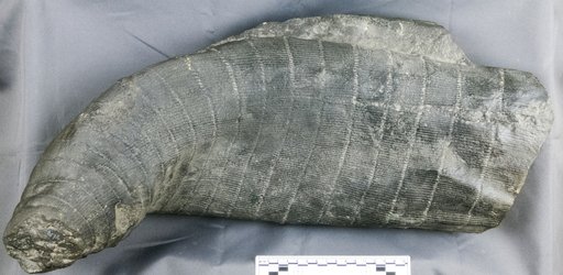 Calamites sp