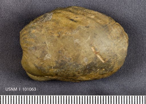 Grammysia arcuata (Conrad)
