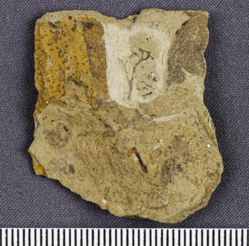 Cooksonia pertoni