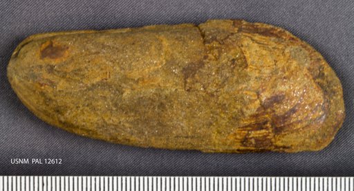 Modiolus strajeskianus
