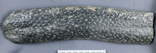Stigmaria ficoides (Sternberg) Brongniart
