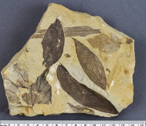 Genus sp