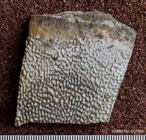 Helopanoplia distincta Hay, 1908
