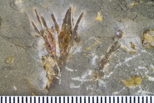 Elkinsia sp