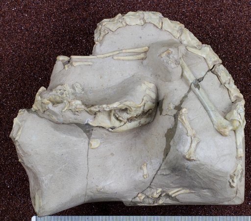Hesperocyon gregarius (Cope)